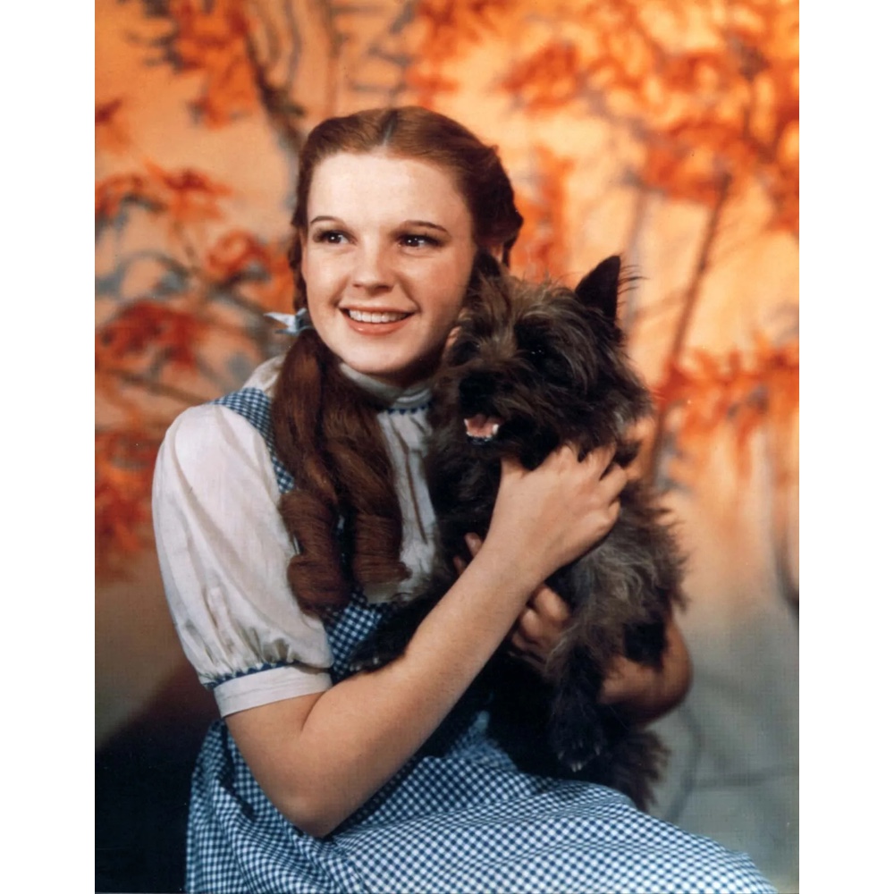 Dorothy Gale Costume - The Wizard of Oz Fancy Dress Ideas - Blush