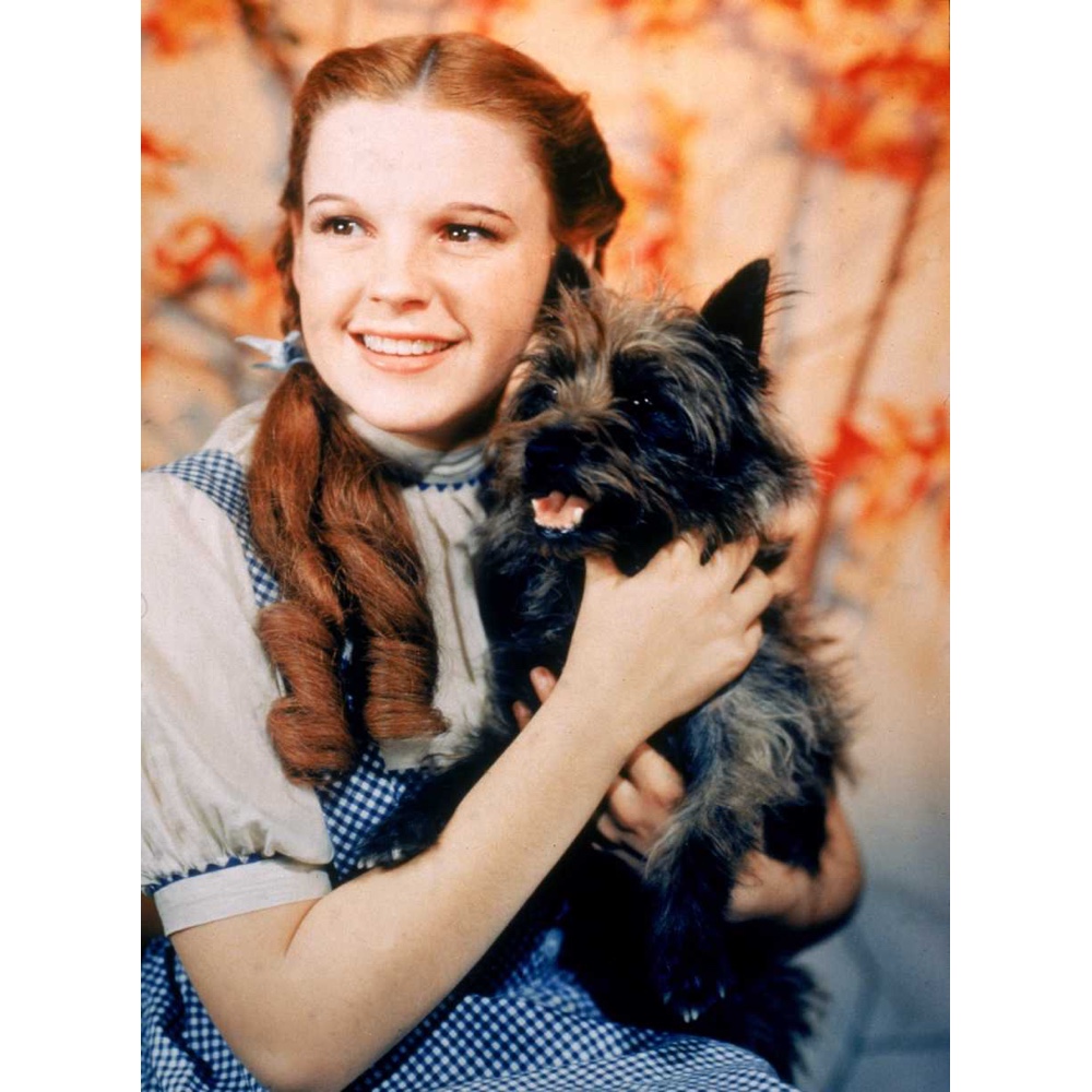 Dorothy Gale Costume - The Wizard of Oz Fancy Dress Ideas - Stuffed Animal
