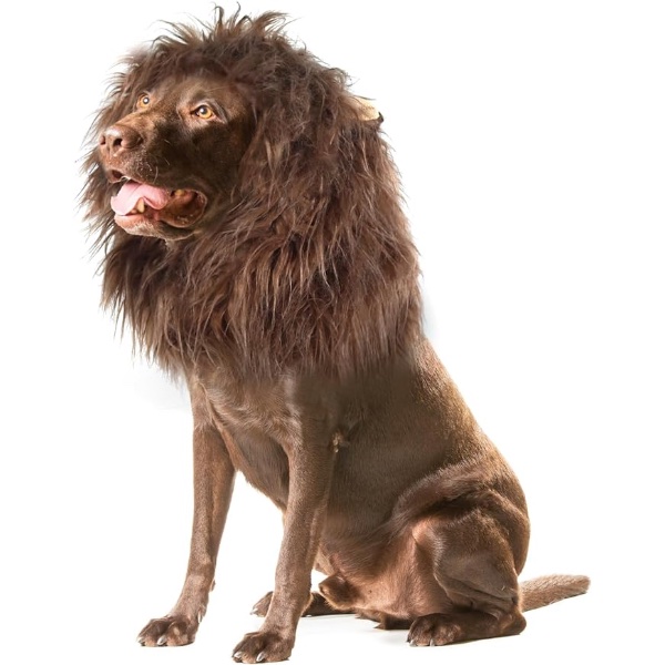10 Dog Halloween Costume - Pet Fancy Dress Ideas - Lion Mane Wig