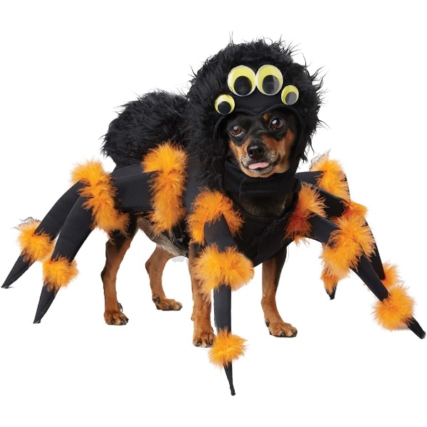 10 Dog Halloween Costume - Pet Fancy Dress Ideas - Spider Dog